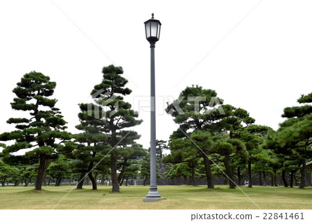 Street lights and pine Street lights and pine 22841461