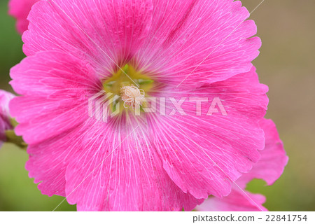 Aoi's flower 22841754