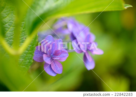 繡球花與葉子形成鮮明對比 22842283