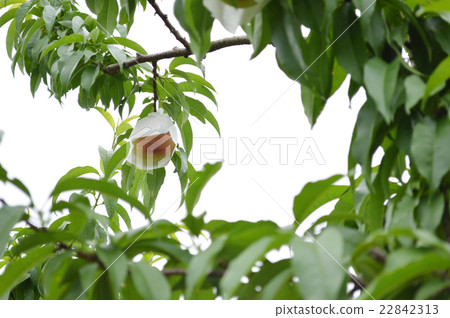 Fruit fruit thigh Fruit fruit thigh 22842313