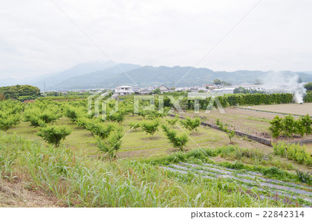 Momohatake Momohatake 22842314