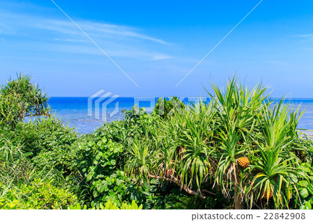 Okinawa Wistaria beach Okinawa Wistaria beach 22842908