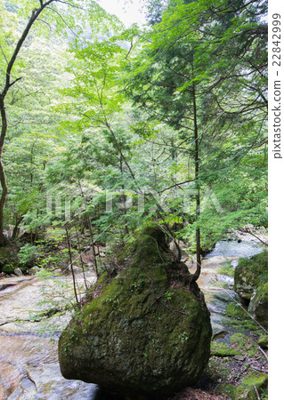 愛媛縣北野町長川谷“達摩岩” 愛媛縣北野町長川谷“達摩岩” 22842999
