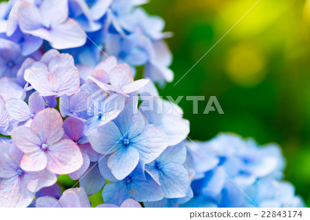 [Kanagawa Prefecture] Hydrangea 22843174