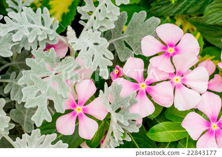 [Kanagawa] Everyday grass and white myogiku 22843177