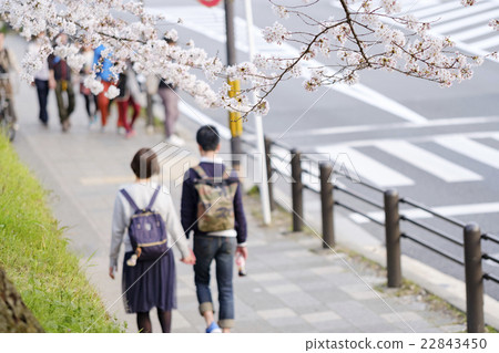 Spring lovers date cherry blossoms Spring lovers date cherry blossoms 22843450