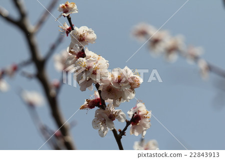 White plum 22843913