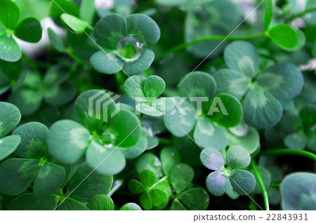 A lot of good luck (four-leaf clover flower language). 22843931