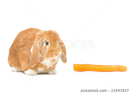 Beautiful domestic rabbit 22843937