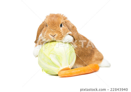 Beautiful domestic rabbit 22843940