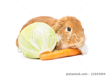 Beautiful domestic rabbit 22843944
