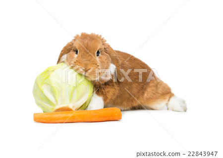 Beautiful domestic rabbit 22843947