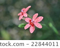野花 22844011