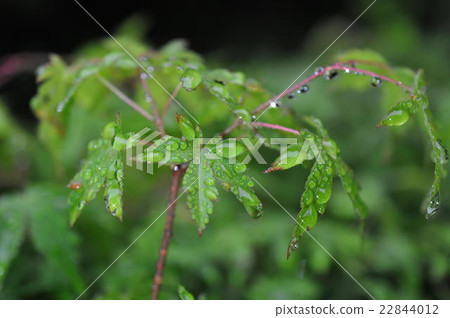雨季的秋葉 雨季的秋葉 22844012