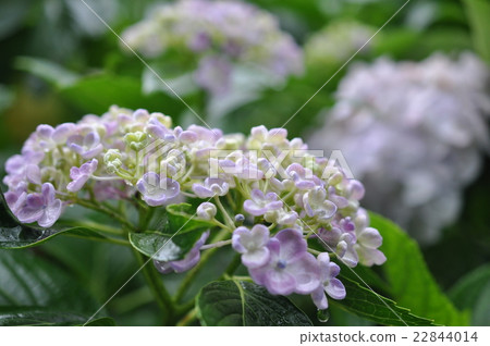 雨天的繡球花 22844014