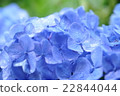 雨天的繡球花 22844044