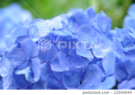 雨天的繡球花 雨天的繡球花 22844044