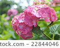 雨天的繡球花 22844046