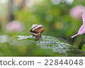 雨天的繡球花 22844048