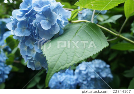 hydrangea   22844107