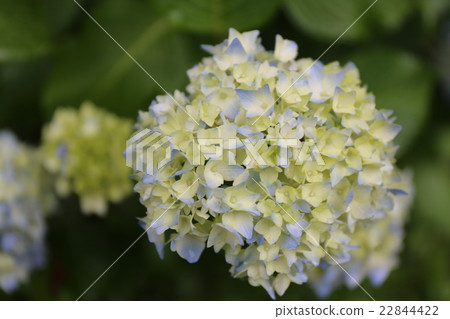 繡球花 繡球花 22844422