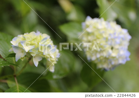 繡球花 繡球花 22844426