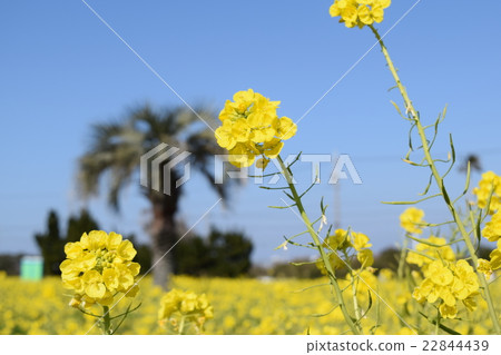 強姦開花 強姦開花 22844439