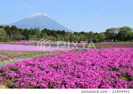 Shibazakura and Mt. Fuji Shibazakura and Mt. Fuji 22844441