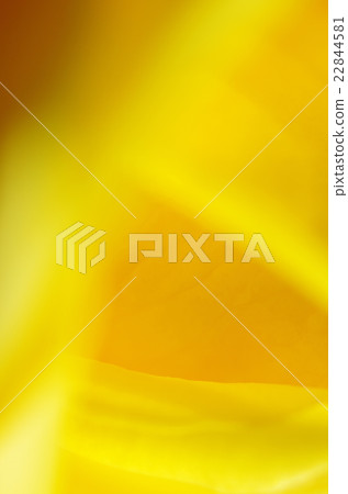 粗糙的顏色玫瑰花瓣 22844581