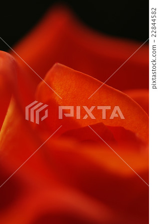 紅色的玫瑰花瓣 22844582