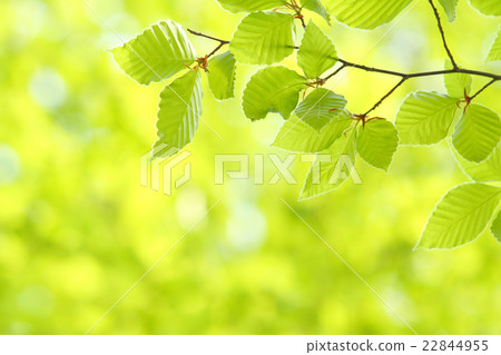 新鮮的綠色山毛櫸 新鮮的綠色山毛櫸 22844955