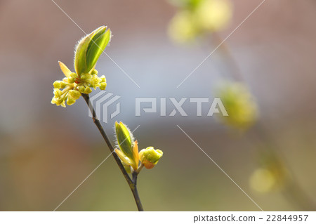 黑蜘蛛新芽 22844957