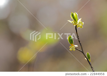 Black spider sprout Black spider sprout 22844958