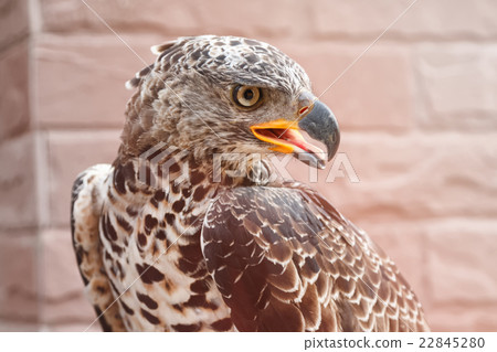 Portrait of a beautiful hawk Portrait of a beautiful hawk 22845280