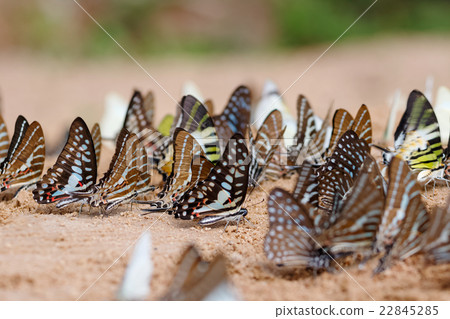 Butterfly eating Salt licks on gr 22845285