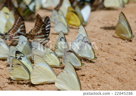 Butterfly eating Salt licks on gr 22845286
