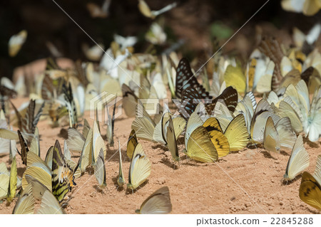 Butterfly eating Salt licks  22845288