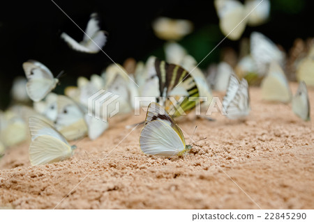 Butterfly eating Salt licks on gr 22845290