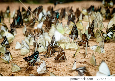 Butterfly eating Salt licks on gr 22845292