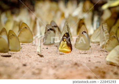 Butterfly eating Salt licks on gr 22845293