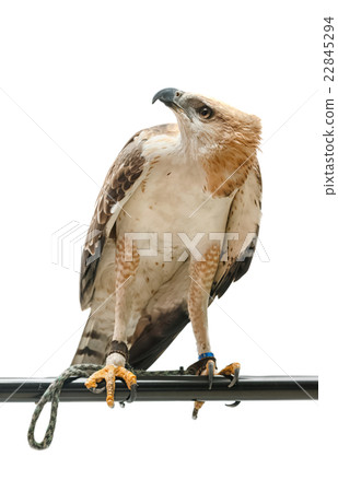Portrait of beautiful hawk , isolate on white 22845294