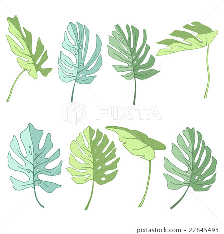 Tropical palm leaves. 22845493