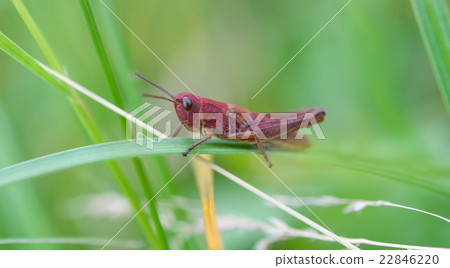 grasshopper on leaf grasshopper on leaf 22846220