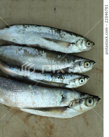 silver sabrefish 22846701