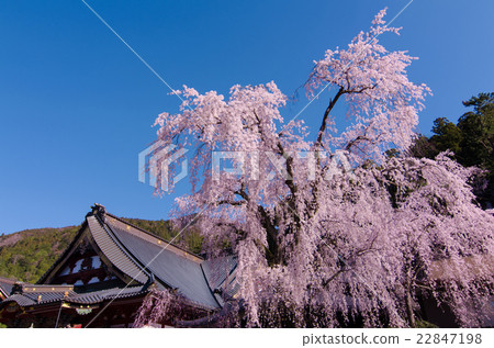 Weeping cherry tree at Kuonji Temple, Mt. Minobu 22847198