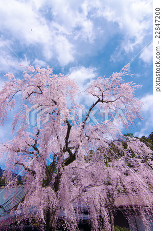 Weeping cherry tree at Kuonji Temple, Mt. Minobu 22847200