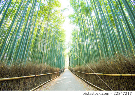 Kyoto Arashiyama · Bamboo Road Kyoto Arashiyama · Bamboo Road 22847217