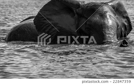 elephant at bath elephant at bath 22847359