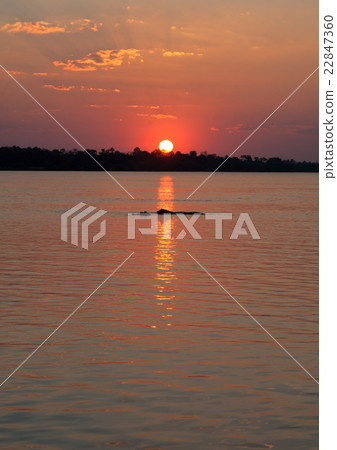 Hyppo at sunset 22847360