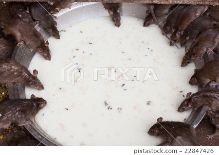 rat temple, BIkaner 22847426